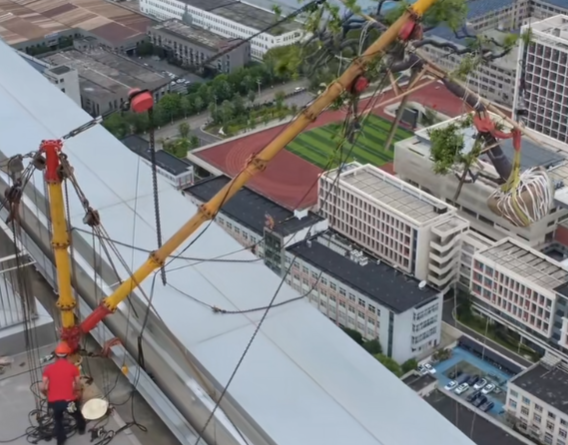 兩噸大樹“登”高樓起重三腳架和手拉葫蘆高空吊裝顯專業(yè)